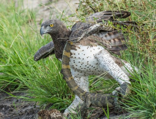 The Rise of iOrnithology — a new method in the ornithologist’s toolbox