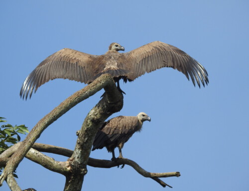 Critically Endangered vulture populations in Nepal respond to conservation action