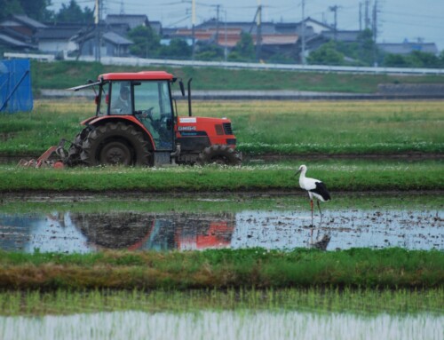 How do Oriental Storks choose their mates?