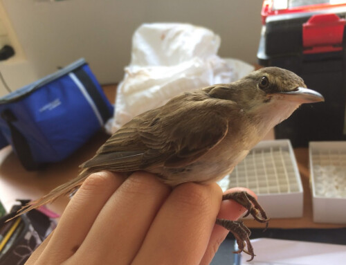 Disentangling the diet of reedbed warblers in Catalonia