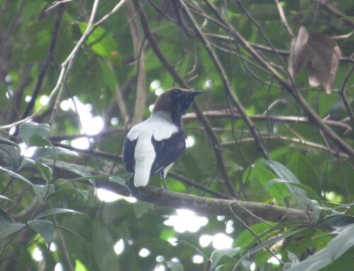 At BirdsCaribbean2026: why I went and what I learned
