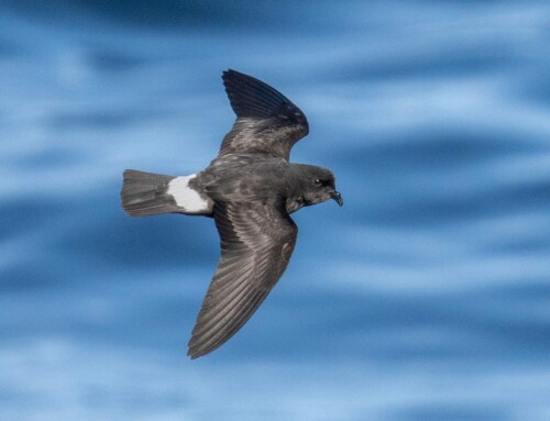 Can seabirds forage in the dark?