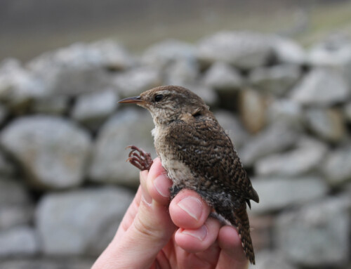 Wren evolution in the British Isles: How might island evolution generate patterns of avian diversity?